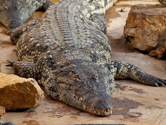 Dwumetrowy krokodyl wszedł do parlamentu