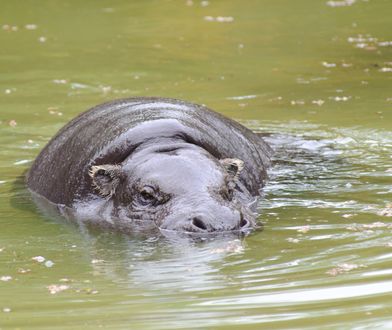 Wyjątkowe narodziny w zoo. Gatunek zagrożony wyginięciem