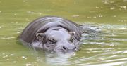 Wyjątkowe narodziny w zoo. Gatunek zagrożony wyginięciem