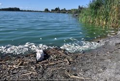 Legnica. Tony śniętych ryb na brzegu jeziora Koskowickiego.