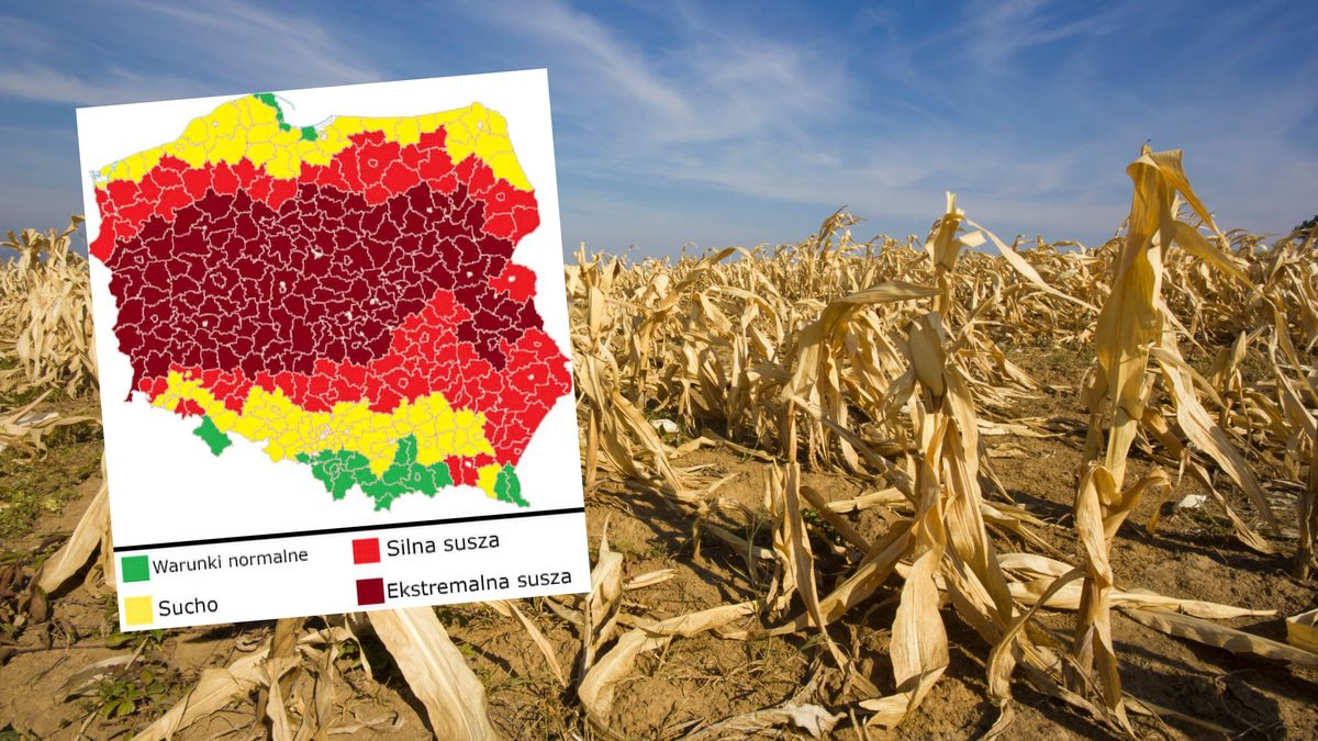 Niepokojąca mapa dot. suszy w Polsce