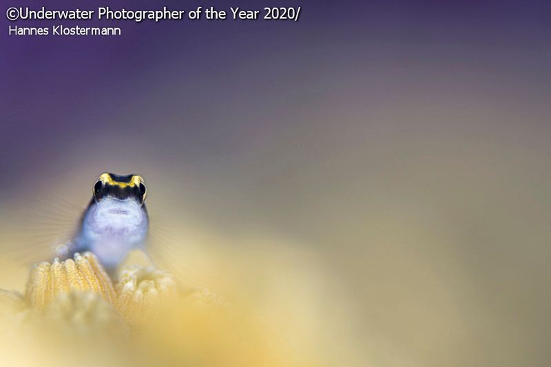 Underwater Photogrpher of the Year 2020 – najlepsze zdjęcia podwodne 2