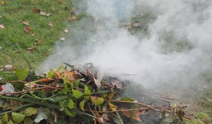 Czy za palenie liści można dostać mandat? Przepisy wskazują jasno