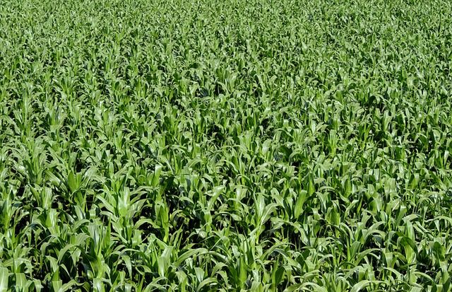 Trawa w trawie - chwastnica w kukurydzy