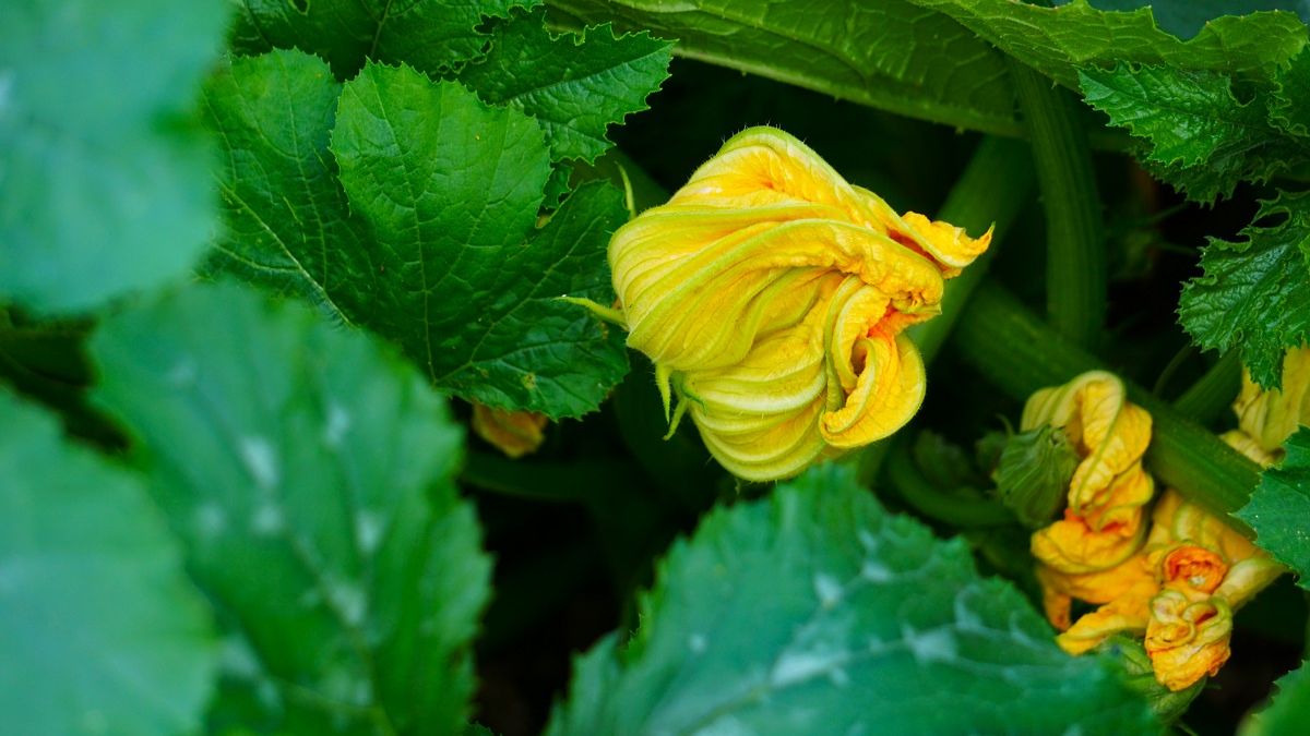 Polacy nie doceniają, dla Włochów to rarytas. Dodaj do omletu, pizzy czy sałatki