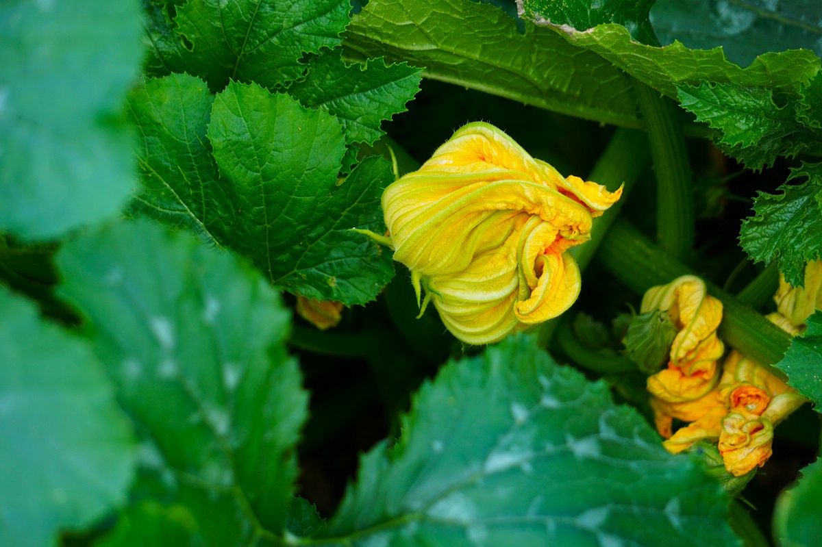 Zucchini flowers: The Italian delicacy that needs to embrace