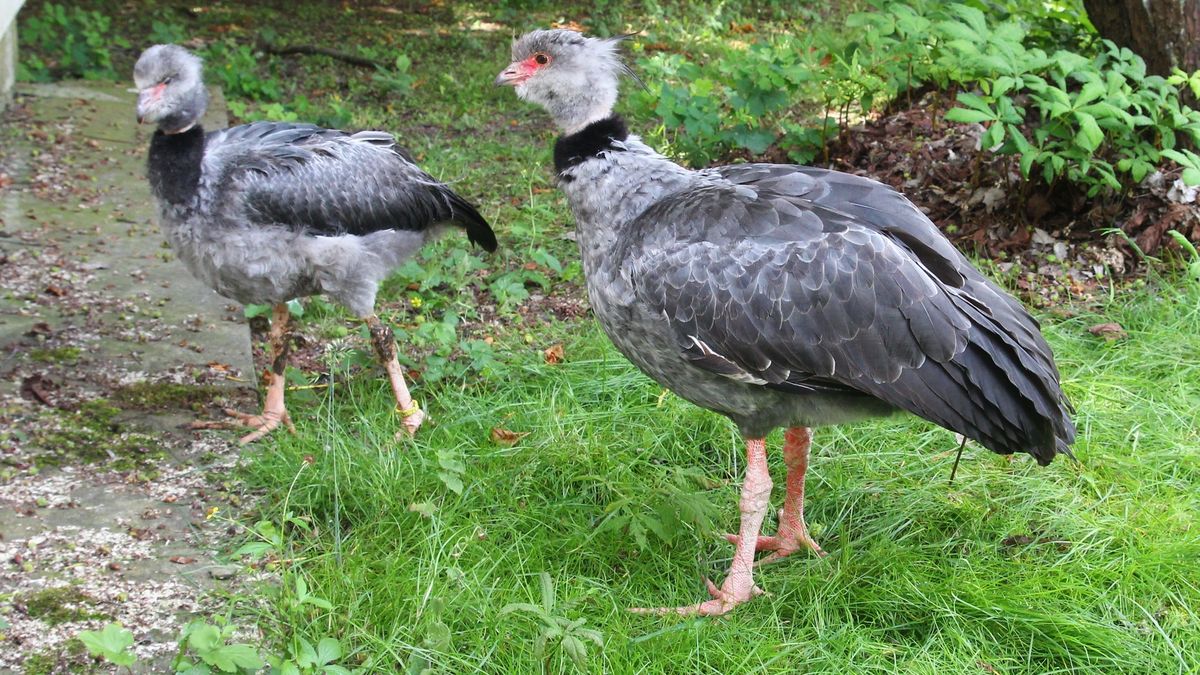 Po latach nieobecności do ptaszarni warszawskiego zoo powróciły skrzydłoszpony obrożne.