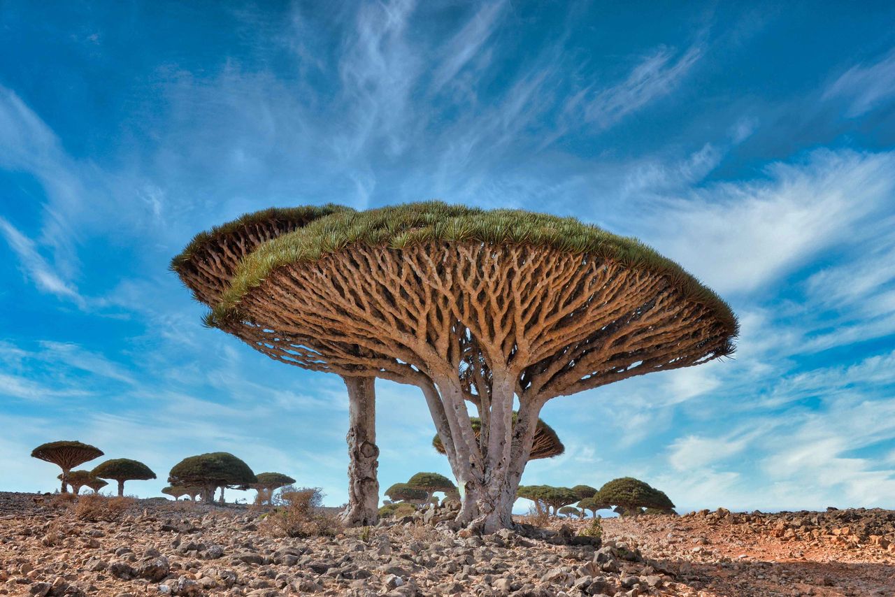 Drzewa smoczej krwi na wyspach Archipelagu Socotra