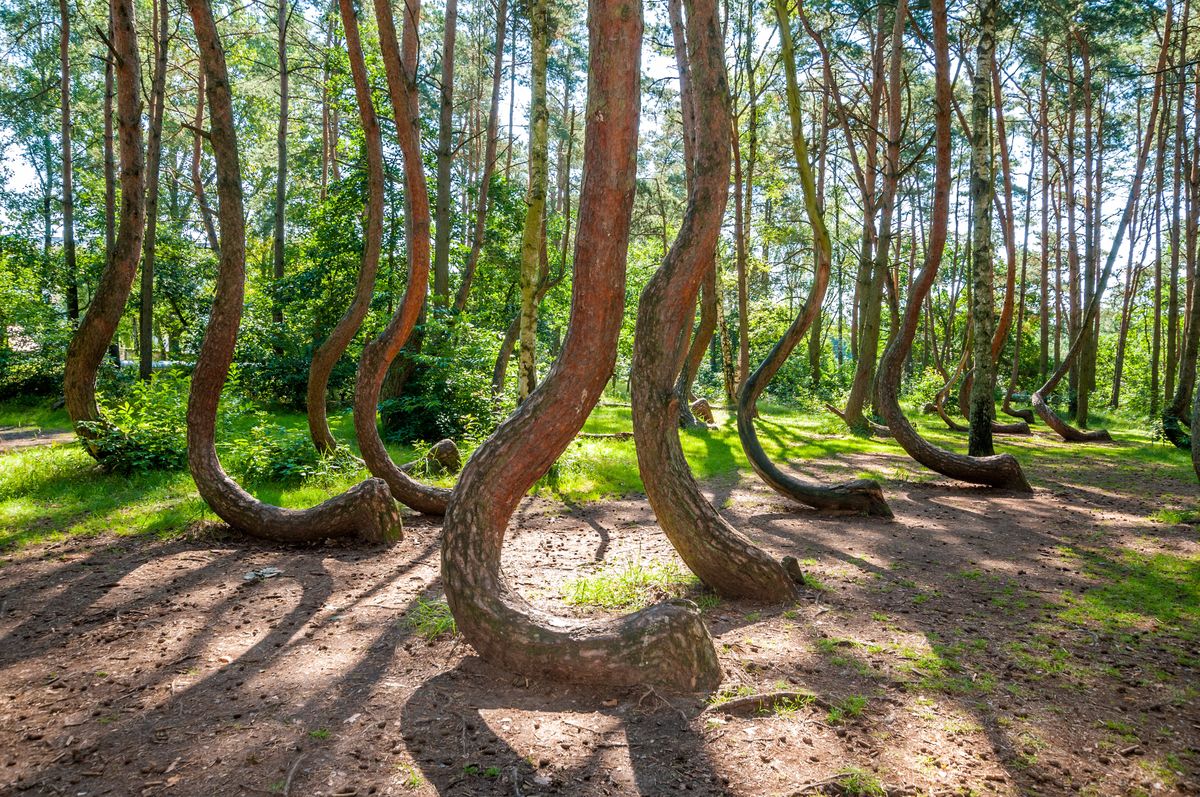 Krzywy Las to jedna z najciekawszych przyrodniczych zagadek w Polsce