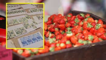 Fałszywe banknoty i domowa drukarka. 24-latek wpadł przez truskawki