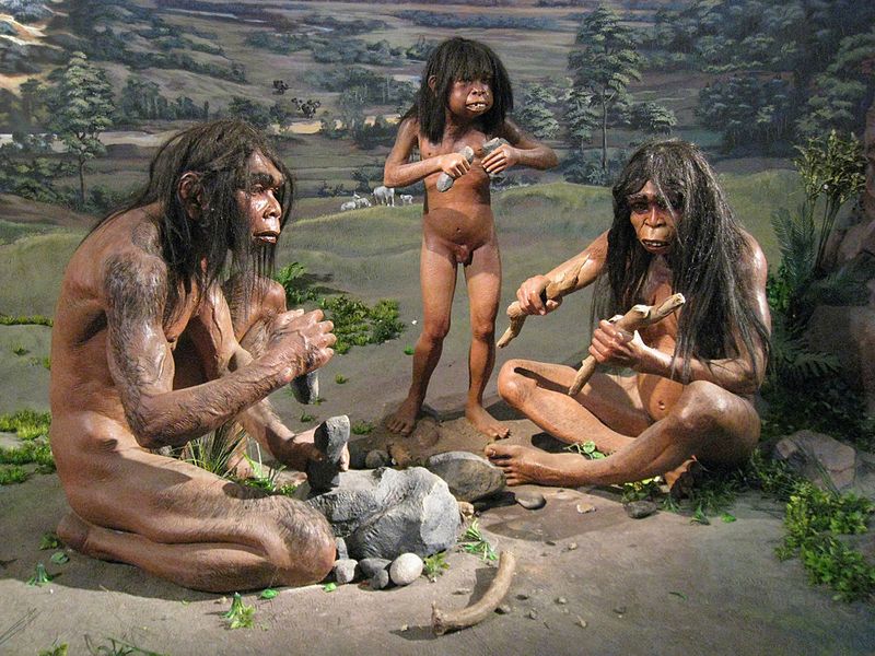 Homo erectus - Muzeum Narodowe Indonezji (Wikimedia Commons)