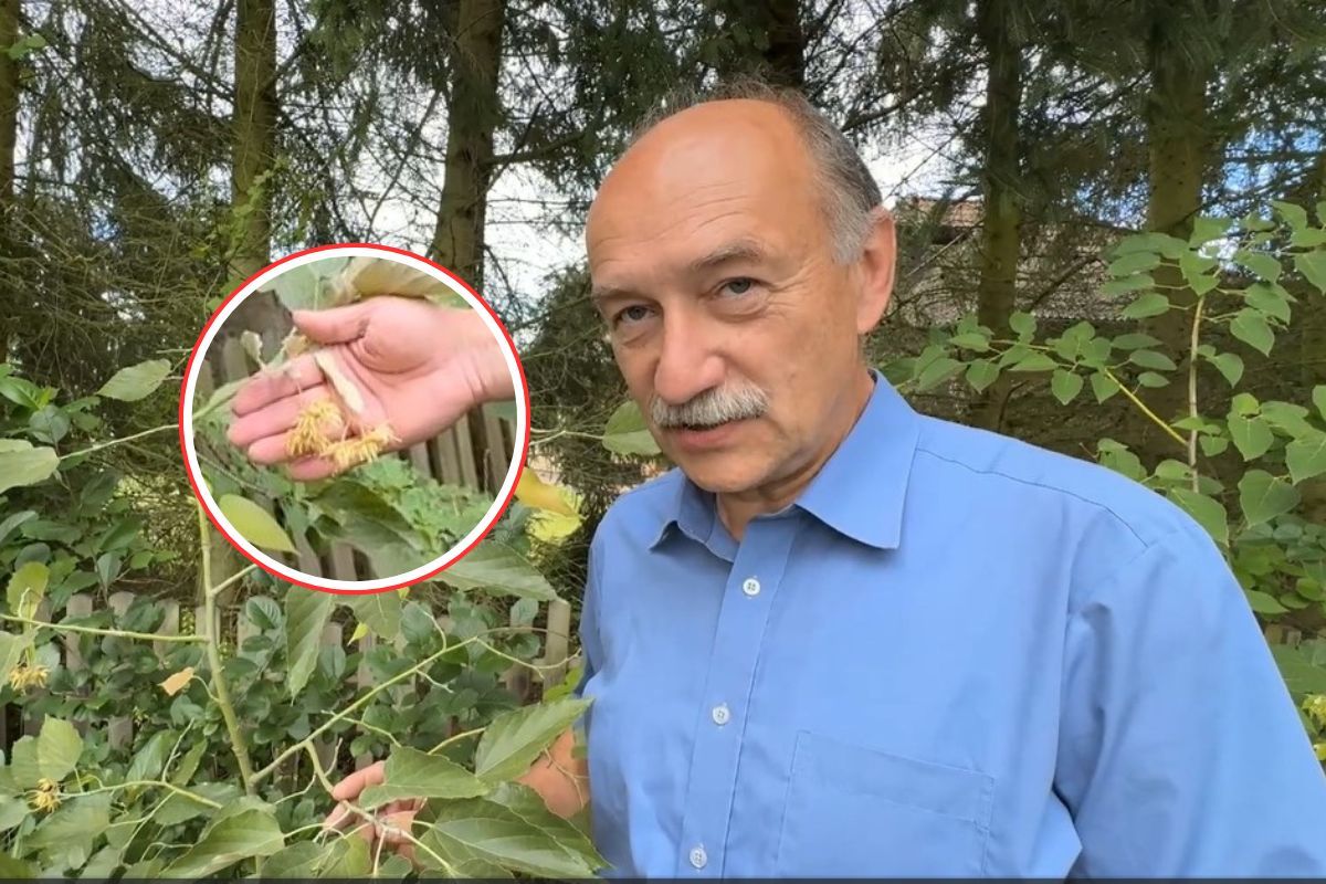 Jest "lśniąca" i właśnie zakwitła. To pierwszy przypadek w Polsce