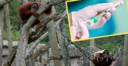 ZOO zaszczepi zwierzęta na COVID. Małpy na pierwszy ogień