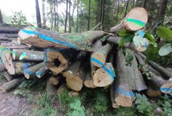 Gdzie najlepiej kupić drewno na opał? Odpowiadają Lasy Państwowe