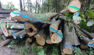 Gdzie najlepiej kupić drewno na opał? Odpowiadają Lasy Państwowe