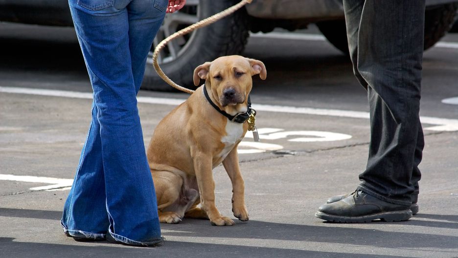 Chcesz przywitać obcego psa? Musisz o tym pamiętać