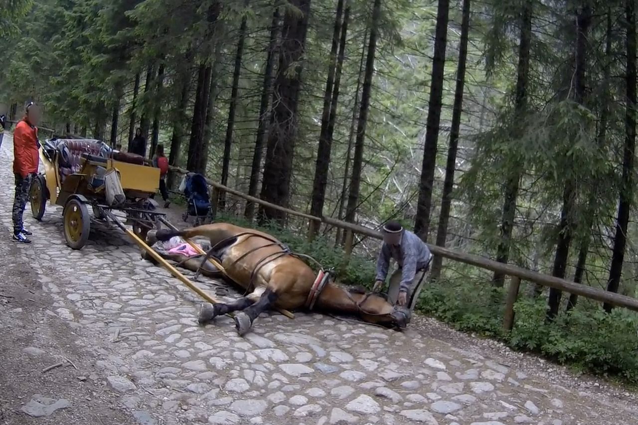 Okropne sceny w Dolinie Chochołowskiej. Koń padł, a dorożkarz zaprzęgł go z powrotem do powozu i kontynuował kurs