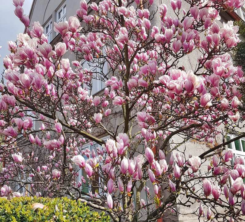 W Cieszynie rozkwitły magnolie