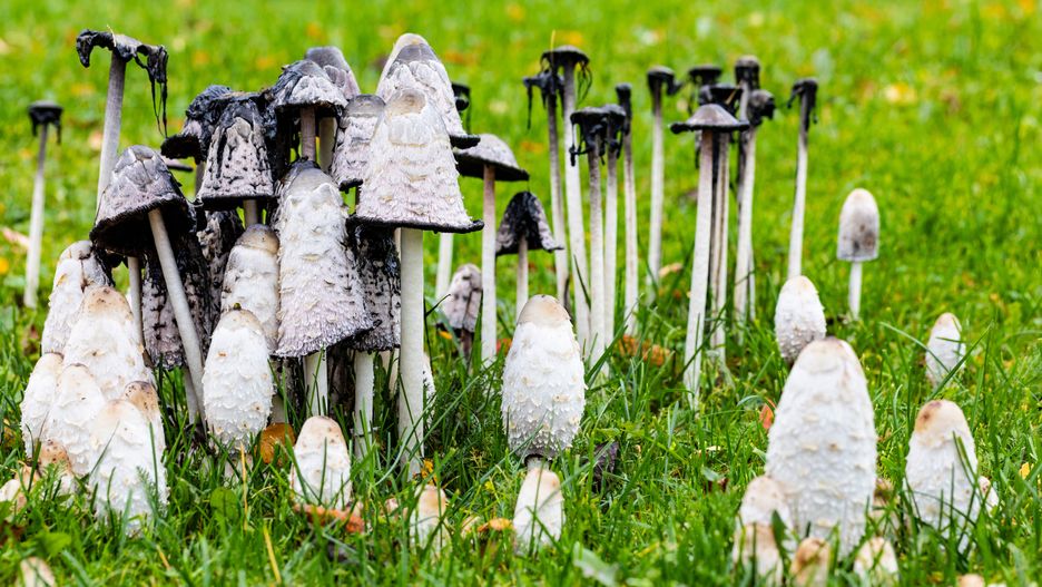 Czernidłak kołpakowaty