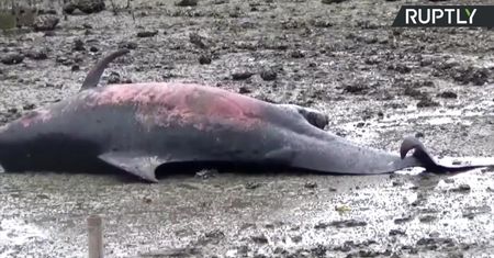 Dziesiątki martwych waleni na plaży we wschodniej Indonezji.