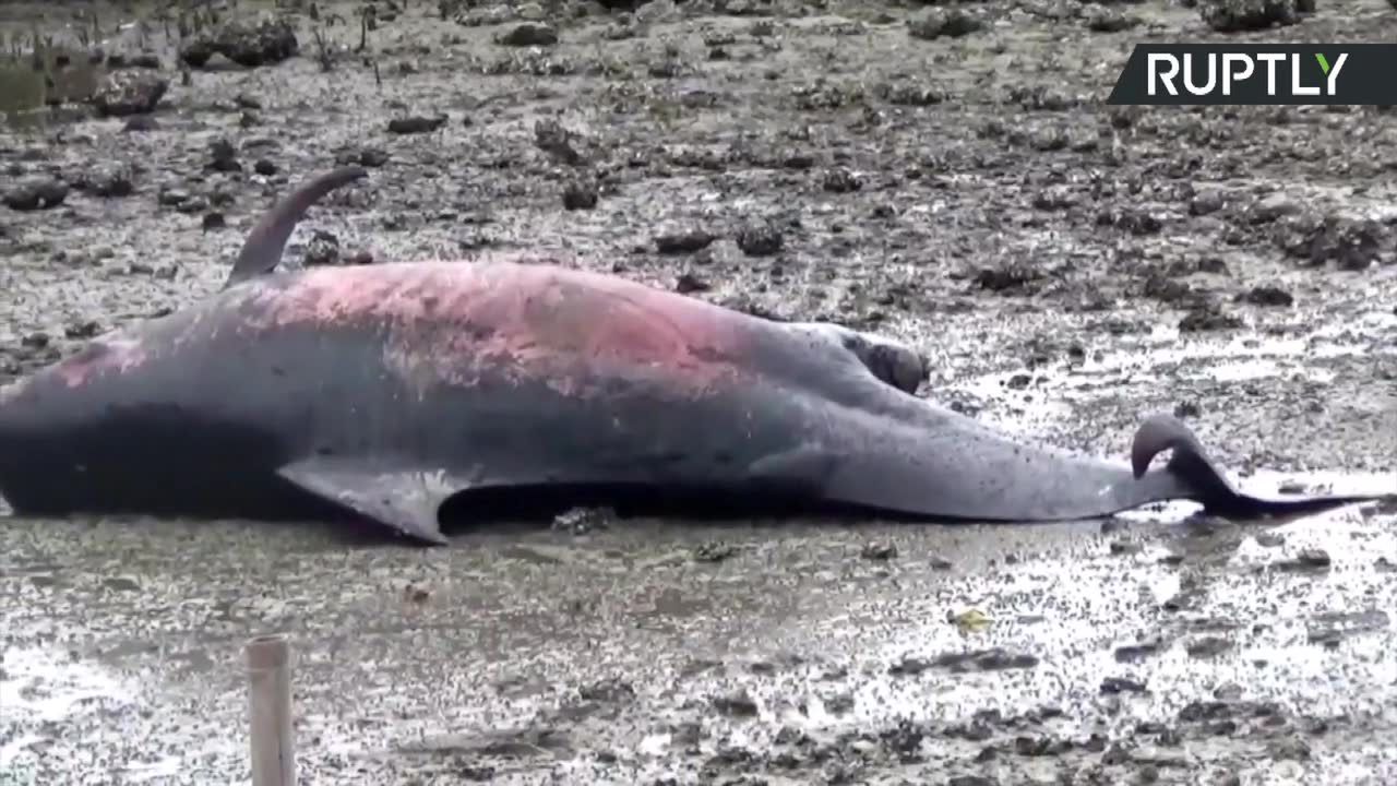 Dziesiątki martwych waleni na plaży we wschodniej Indonezji.