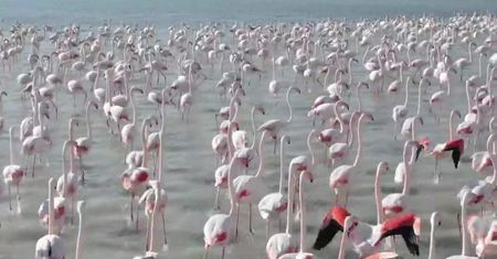 Spektakularne stado flamingów w Kazachstanie. Ptaki szykują się do migracji na zimę.