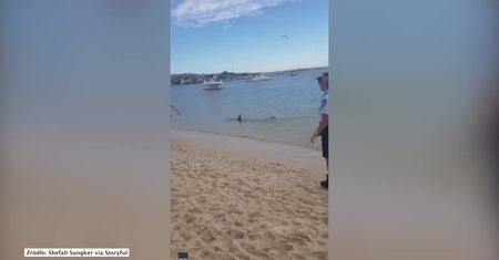 Rekin przepłynął tuż przy brzegu plaży na przedmieściach Sydney.