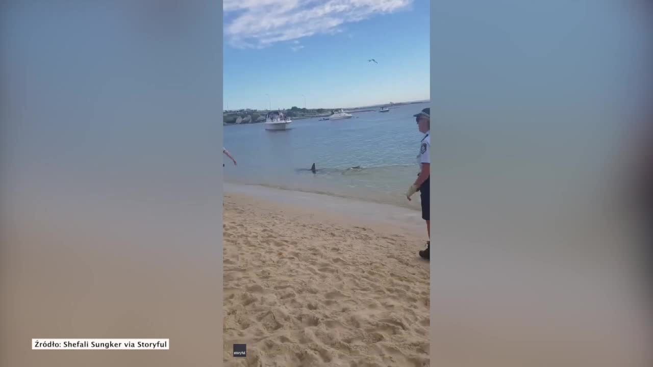 Rekin przepłynął tuż przy brzegu plaży na przedmieściach Sydney.