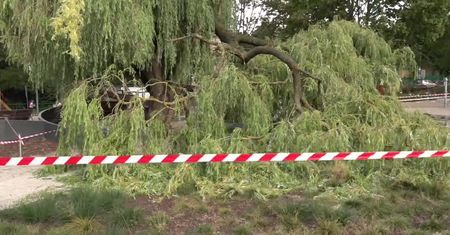Wielka gałąź spadła na kobietę w Gdyni.