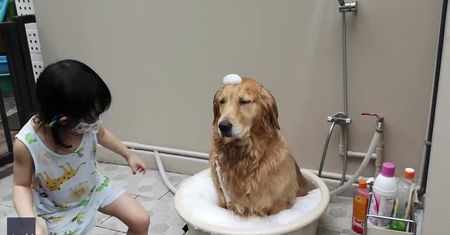 Golden Retriever bierze prysznic. Jego cierpliwość nie ma granic.