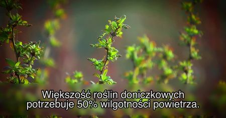 Jak dbać o rośliny domowe zimą?