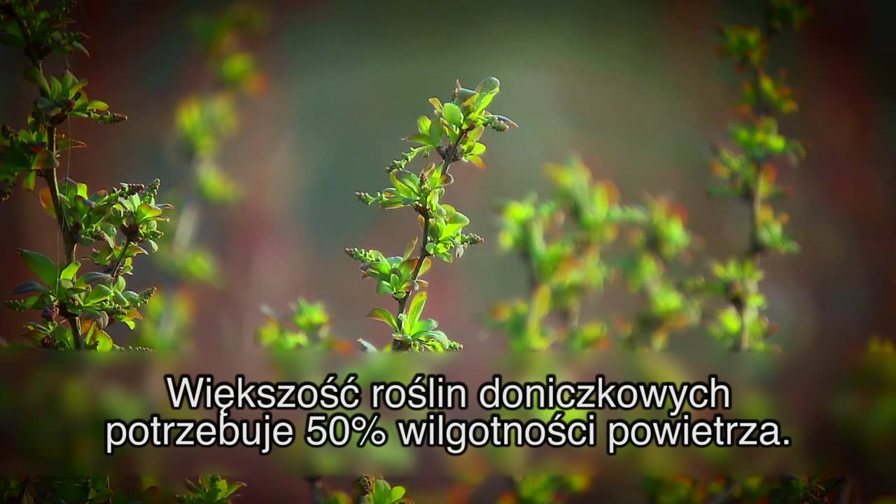 Jak dbać o rośliny domowe zimą?