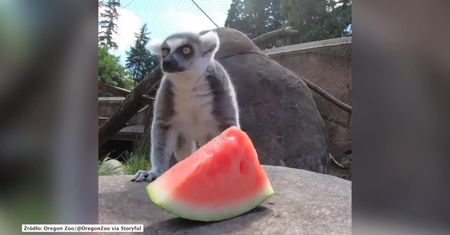 Zwierzęta w zoo w Oregonie świętują dzień arbuza