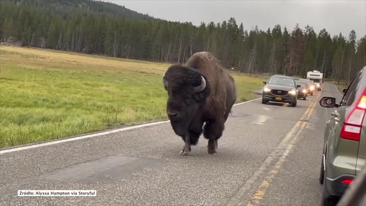 Żubr sparaliżował ruch w Parku Narodowym Yellowstone