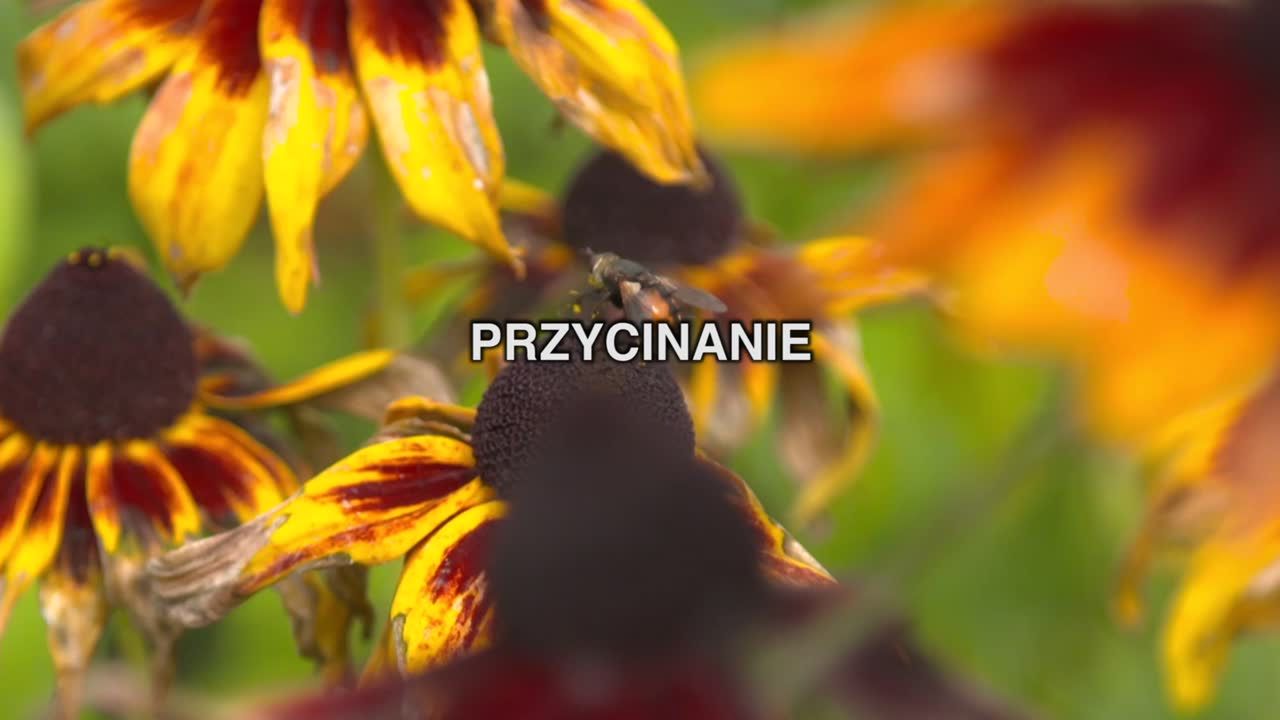 Jak obudzić rośliny domowe na wiosnę?