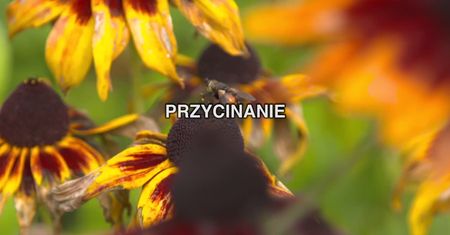 Jak obudzić rośliny domowe na wiosnę?