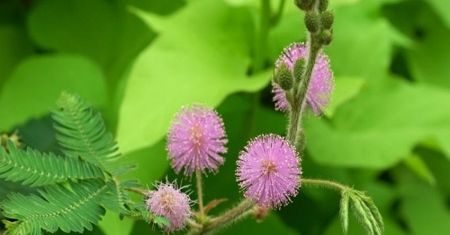 Wstydliwa Mimoza