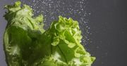 Dlaczego należy zawsze myć sałatę?