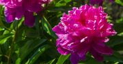 Jak przedłużyć trwałość piwonii?