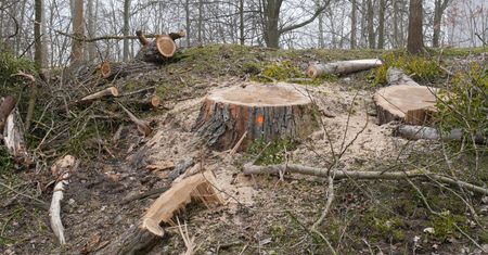Wycinka drzew w Pile