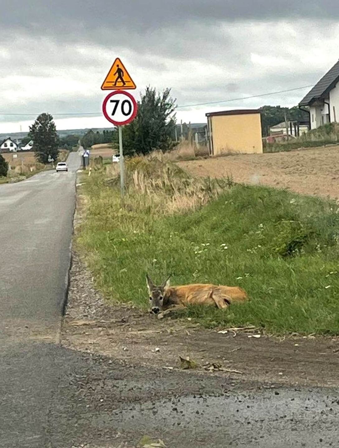Ranna sarna leżąca w rowie w Łuszczowie Drugim