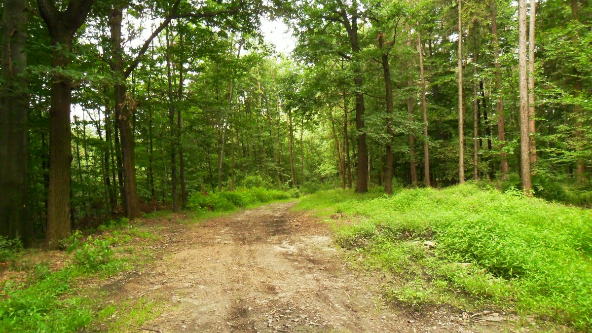 W lesie pod Rawiczem biegają świnie
