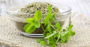 Majeranek – wartości odżywcze, zastosowanie w kuchni, właściwości lecznicze, olej, napar