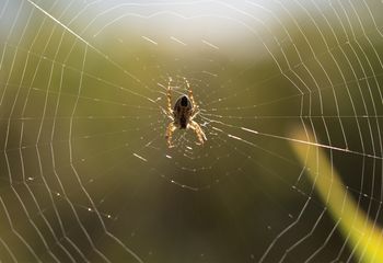 Postaw na parapecie. Pająki nawet się nie zbliżą