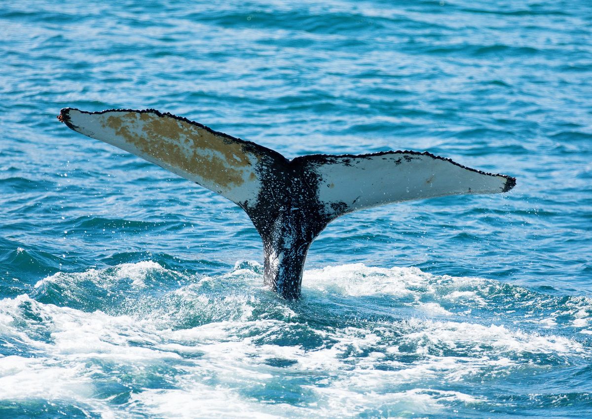 Wielorybie wymiociny są warte miliony