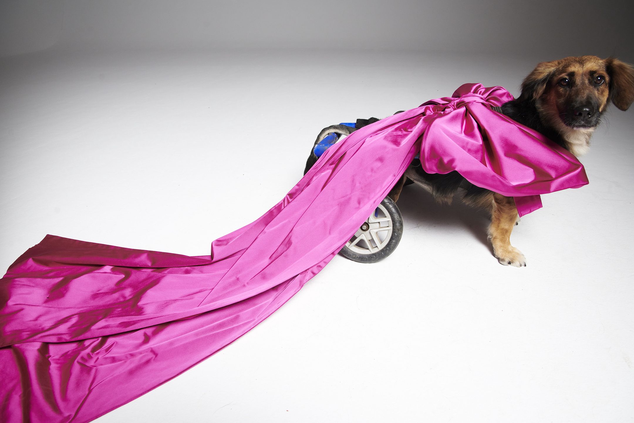 #AdoptujŚwiadomie! Pudelek szuka domu dla niepełnosprawnej Lilki