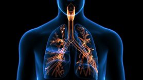 Układ oddechowy człowieka - budowa i funkcje