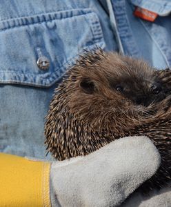 Śląskie. Maciek i Bogdan uratowani. "Jeże MegaZwierze" trafiły na łono natury