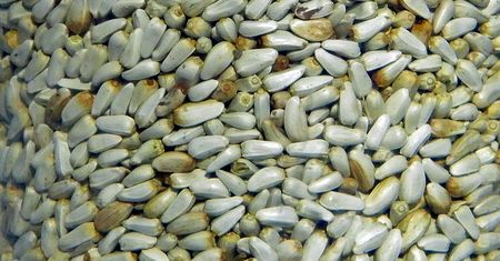 Suszone nasiona krokosza barwierskiego
