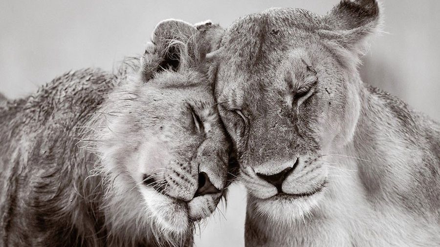 Zwierzęta w ZOO czy rezerwacie też są piękne, czyli ZSL Animal Photography Prize 2015 1